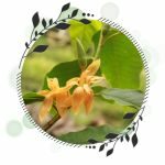 Michelia Champaca (Champa)