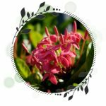 Rauvolfia Serpentina (Chotachand)