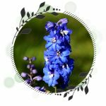 Delphinium Denudatum (Jadwar)