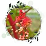 Ricinus Communis (Triputiphal)