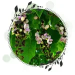 Pongamia Glabra (Karanj)